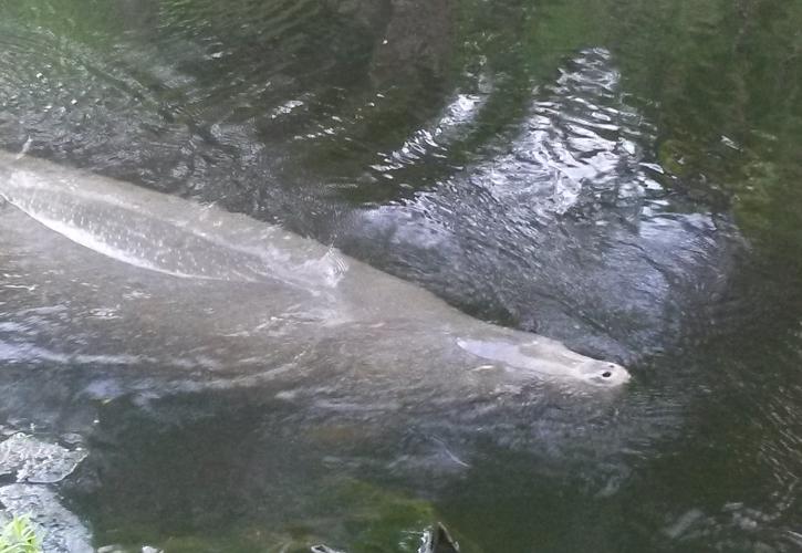 Manatee Floating in water