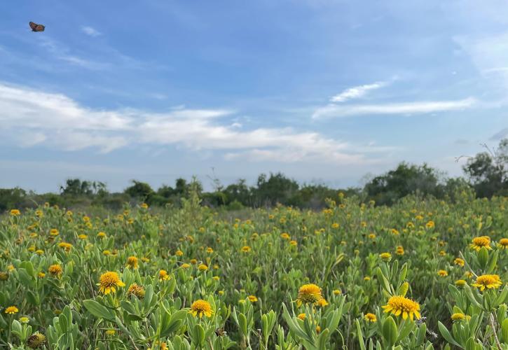 Sunflower field