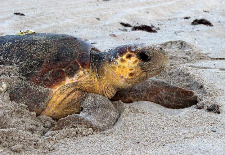 nesting loggerhead sea turtle