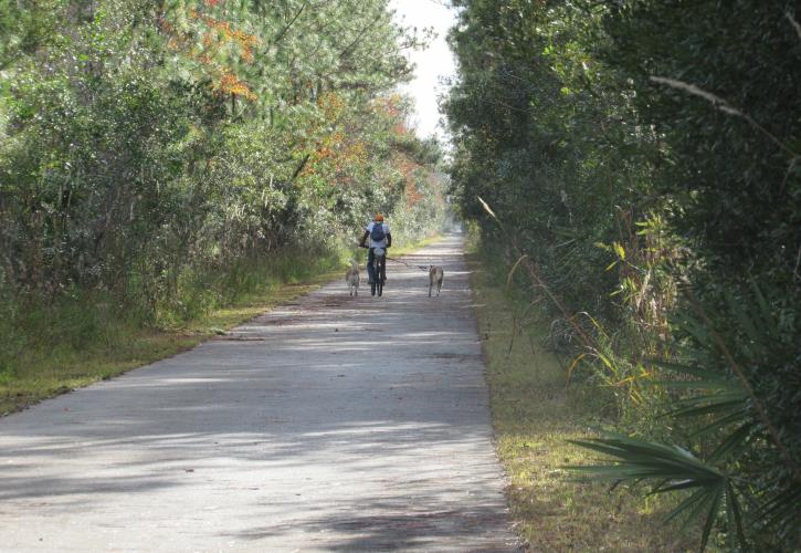 A man and two dogs ride down the trail. 