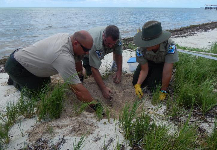 Turtle Nest Evaluation by Staff