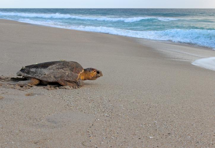 Nesting loggerhead heading back to sea