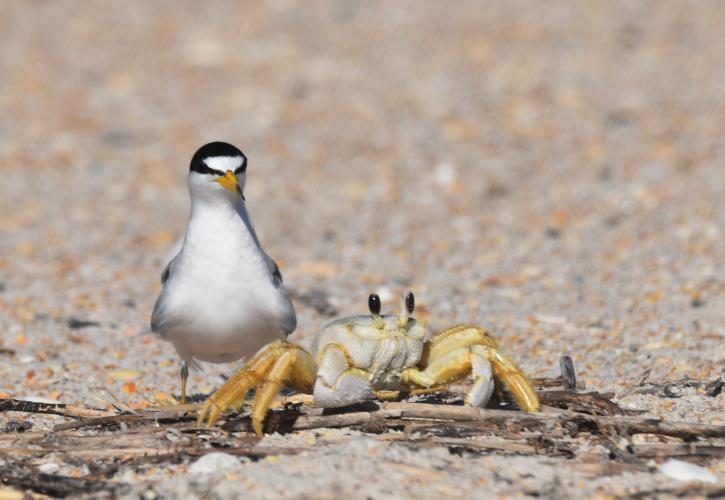 Bird and crab standing on the beach