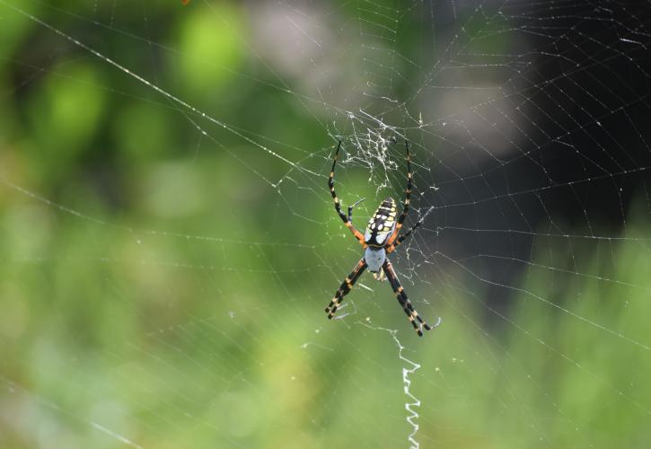 Spider in Web