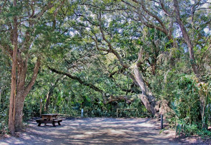 Campsite at Anastasia State Park