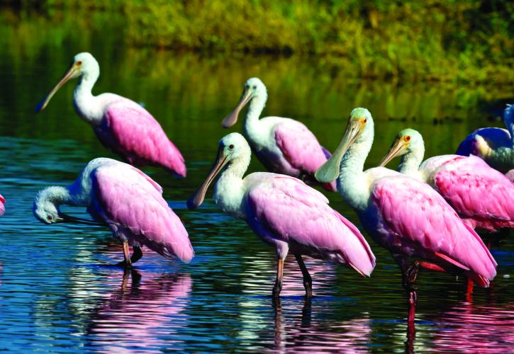 Spoonbills in River