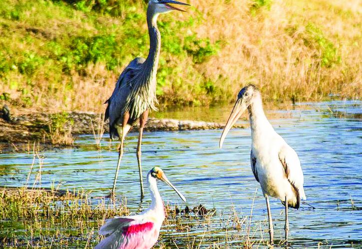 Birds sunning on the river