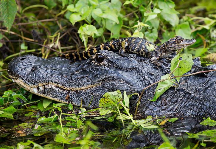 Mother and Baby Alligator