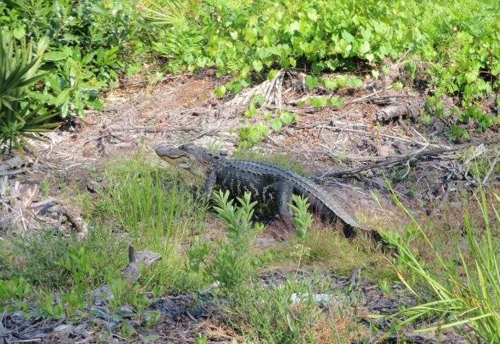 Alligator at Dunns Creek