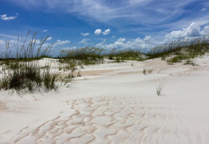 Anastasia State Park Dunes