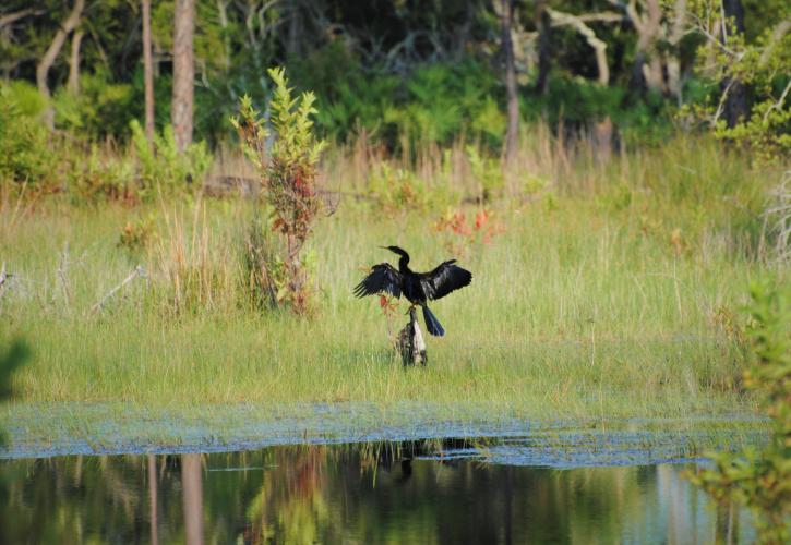 Anhinga basking in the buttonbush marsh