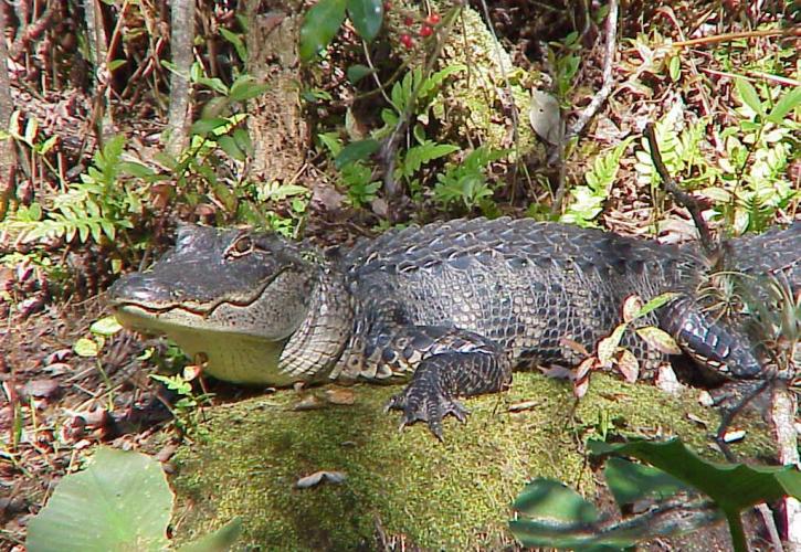 A view of an alligator sitting on a rock.