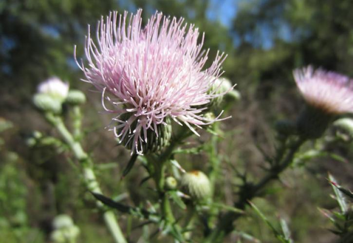 A view of a pink bull thistle.