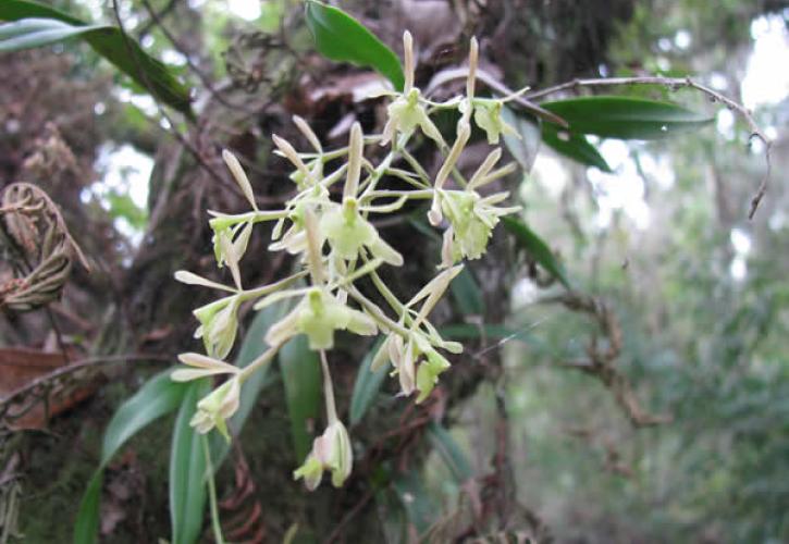 A view of a green fly orchid.