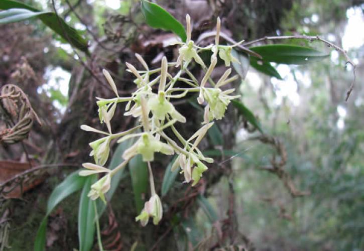 A view of a green fly orchid.