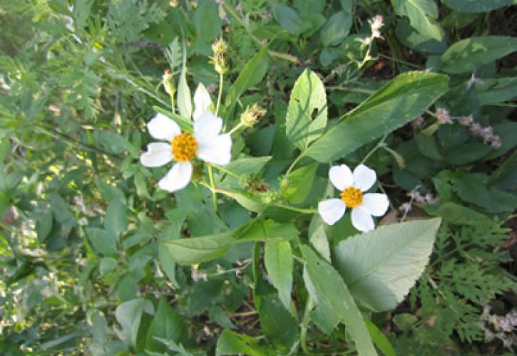 A view of a yellow and white spanish needle flower.