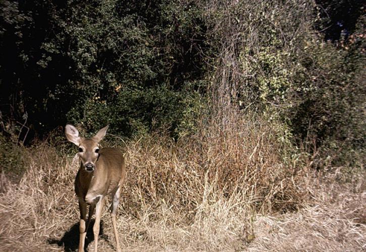 A view of a deer in the scrubby flatwoods.