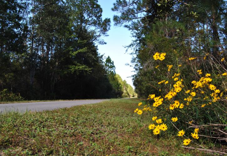 Wildflowers at Blackwater Heritage State Trail