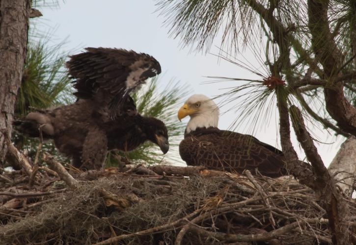 A view of two bald eagles nesting in a tree.