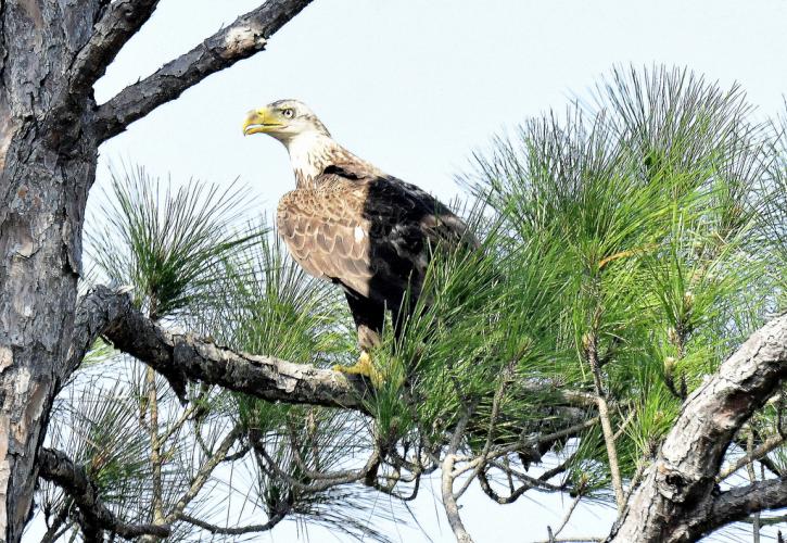 Bald Eagle sits on pine tree branch. 