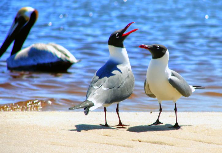 Water, birds