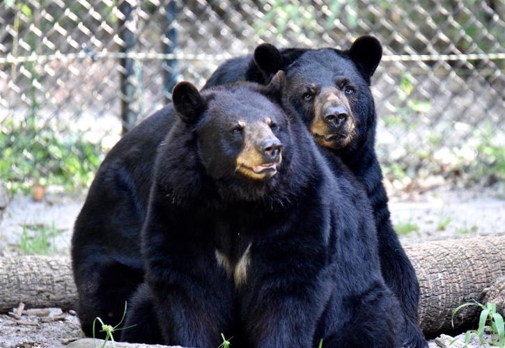 Biddy and Brutus the black bears