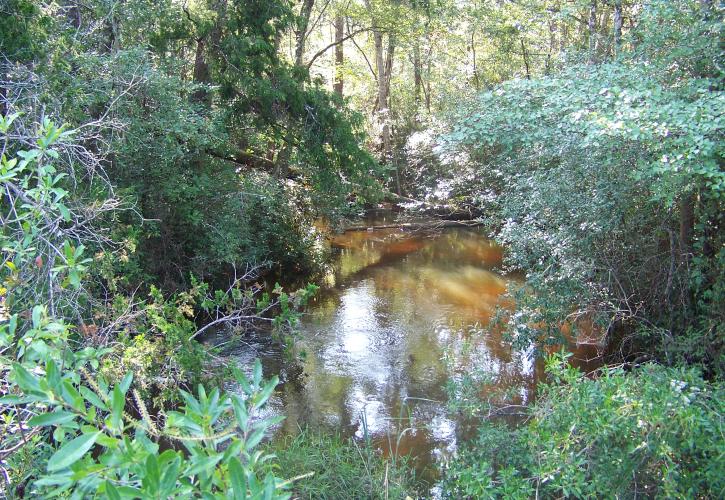 A view of the water surrounded by brush.