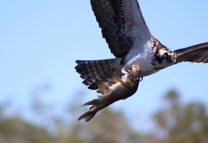 Osprey flies through blue skies with a large fish in its talons.