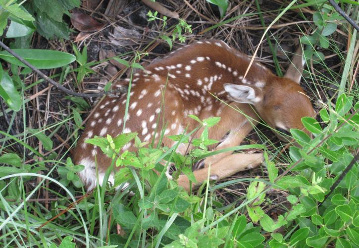 Spotted fawn curled up asleep in the grass.