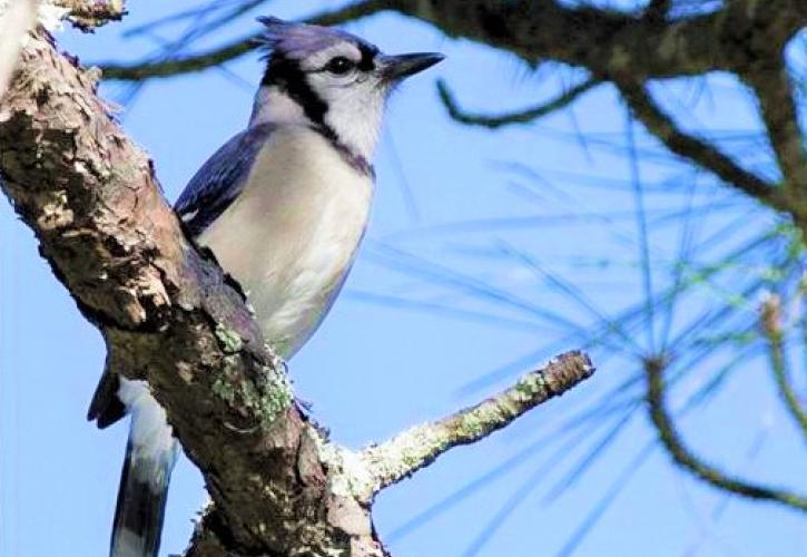 Blue Jay at Fort Mose