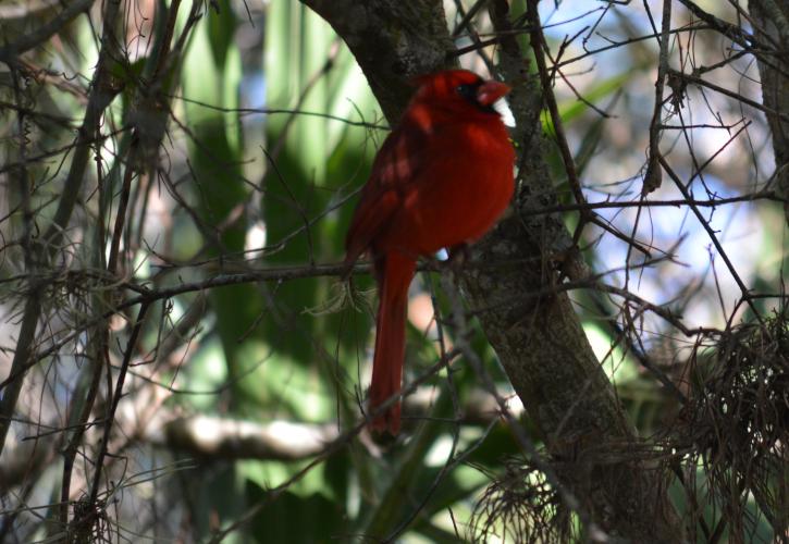 A view of a red bird perched on a tree.