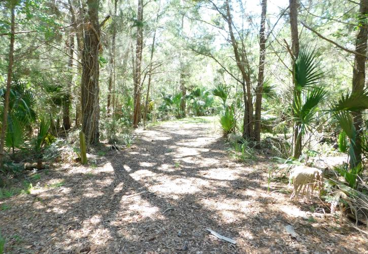 Blue Trail at Econfina River State Park