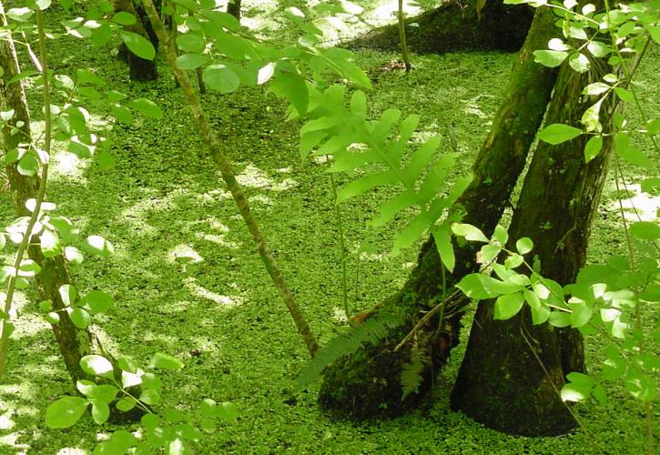 A view of the bright green fern garden,