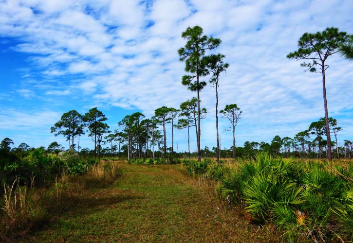 photo of Estero Bay Preserve Broadway trail