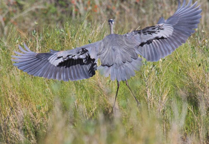 Great Blue Heron at Bulow Creek