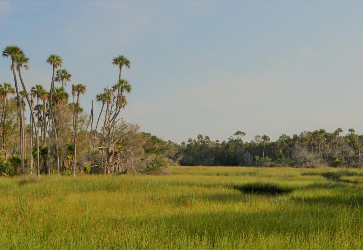 Overlooking the marsh at Crystal River Preserve