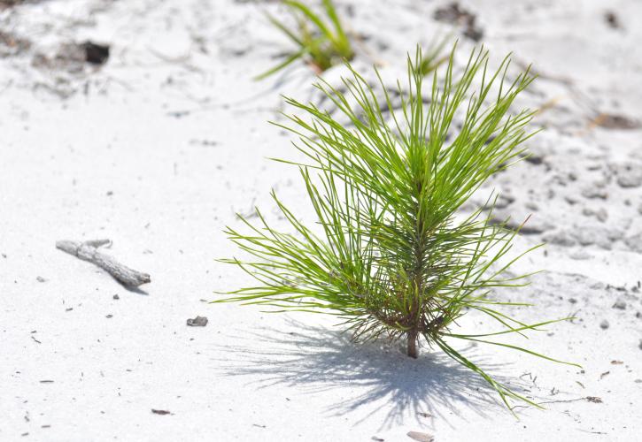 Pine seedling in the preserve.