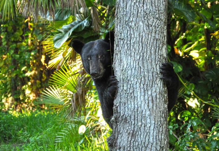 Collier-Seminole State Park