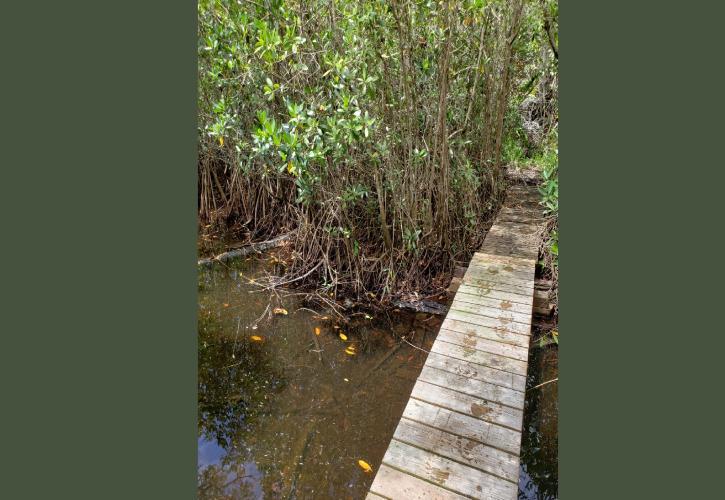 wooden bridge over water in a forest