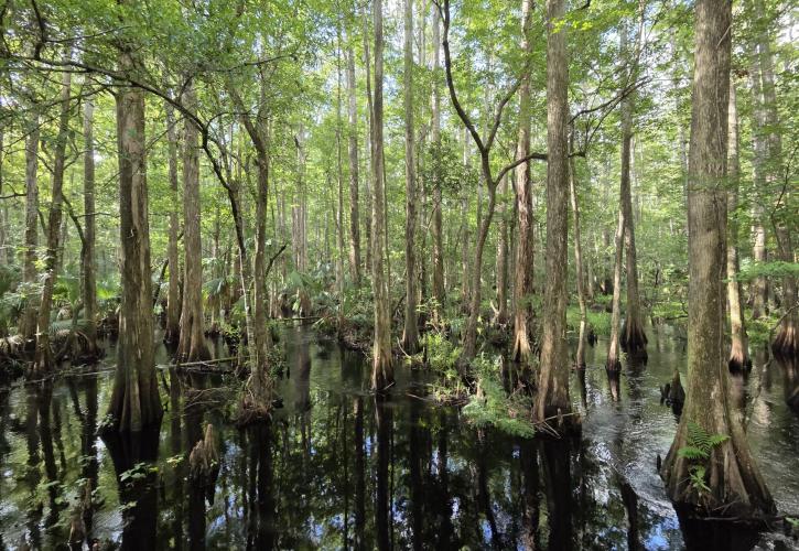 Cypress Swamp