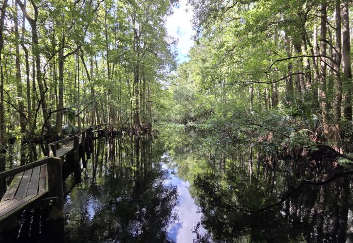 Cypress Swamp Trail with Catwalk