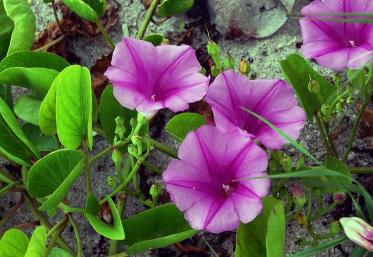 Railroad vine blooming with pink flowers.