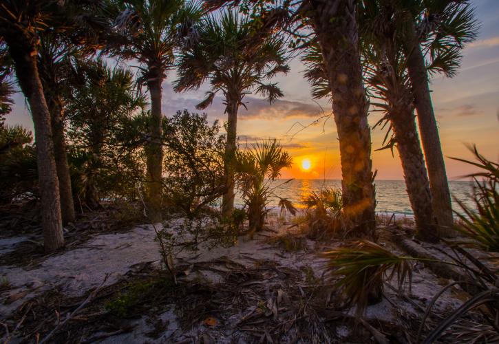 A sunset over the beach, with the orange sun peaking through the trees.