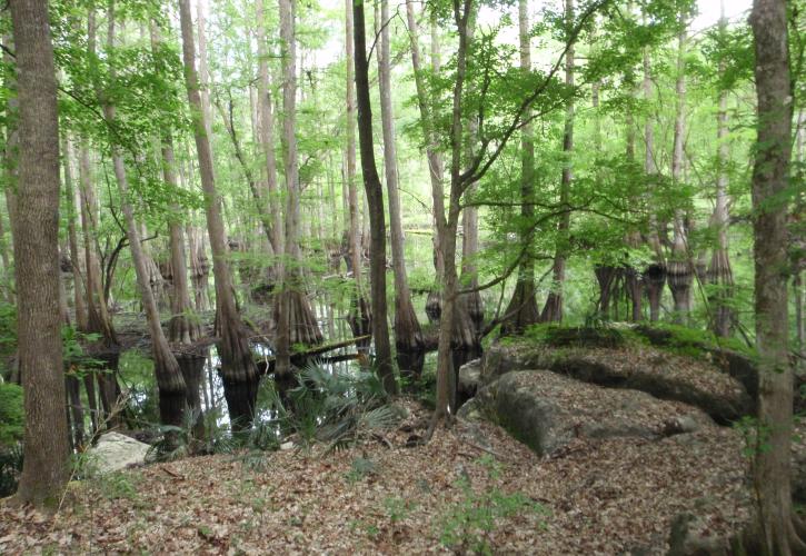 San Felasco Hammock Chert Swamp