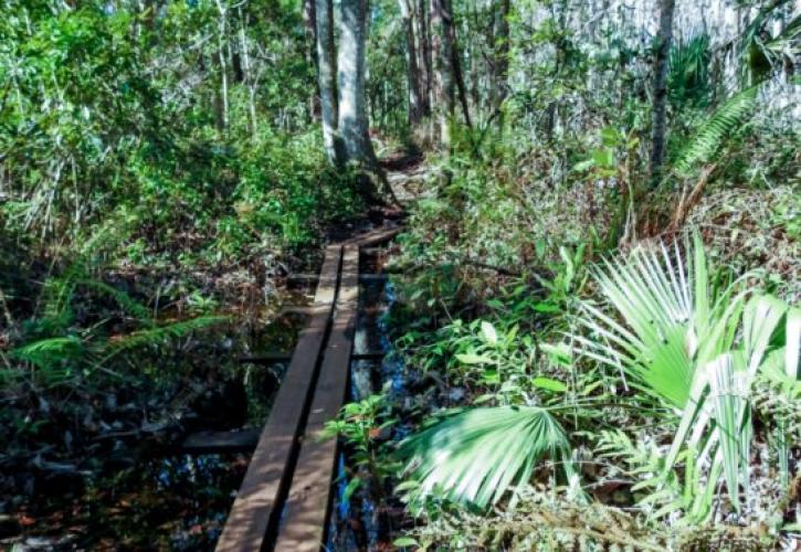 Cinnamon Fern Trail at Lake Griffin