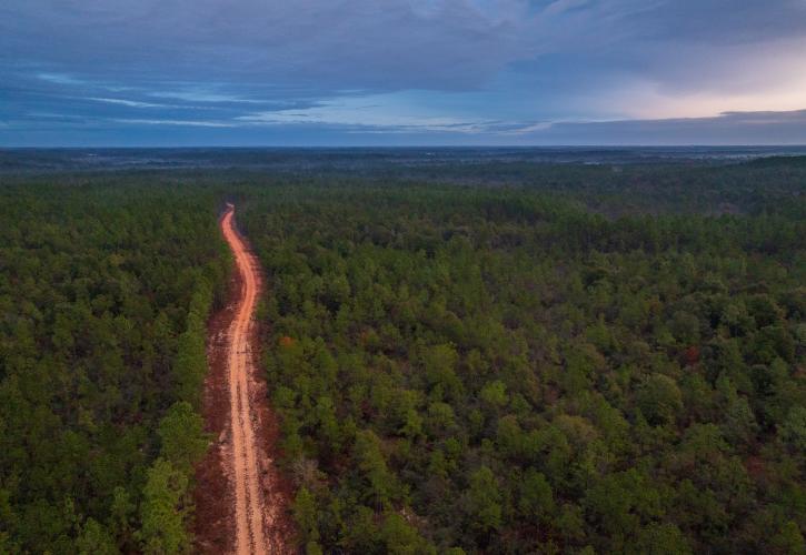 A reddish dirt road trailing through the forest into the distance with a dark blue sky in the background. 