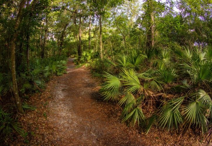 A Nature Trail in Devil's Millhopper 