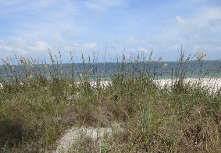 Sea Oats at Don Pedro