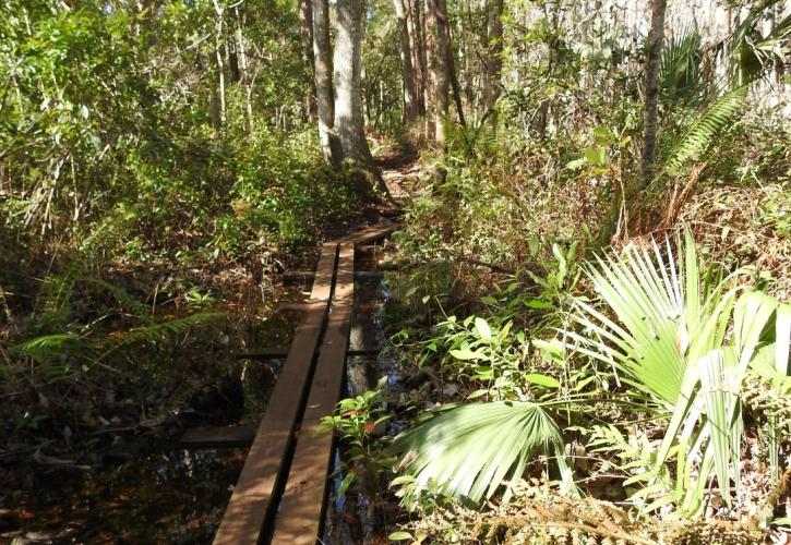 Swamp trail at Lake Griffin