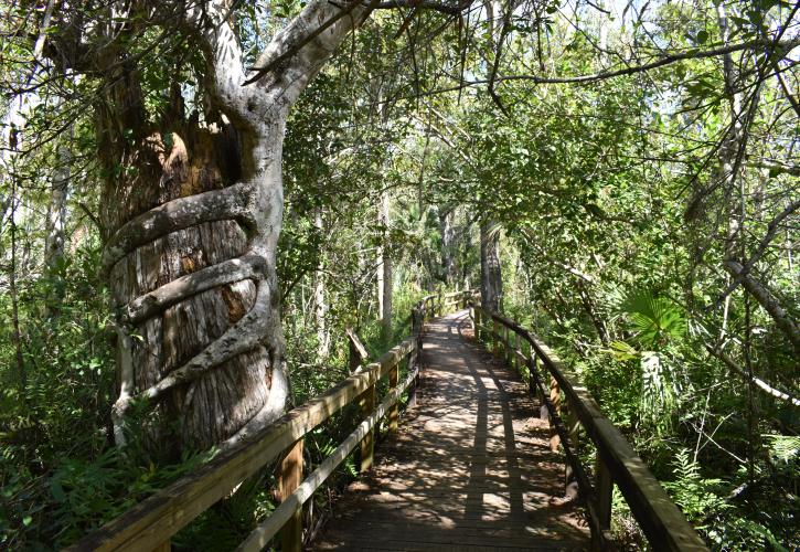 A view of the boadwalk in Fakahatchee Trand Preserve State Park.